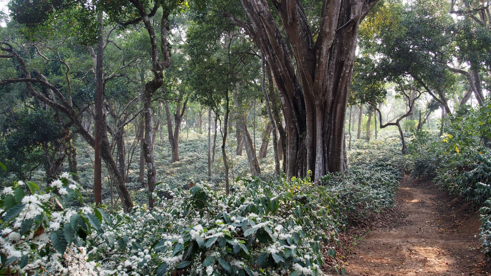 Kaffee Urwaldkaffee Plantage mit Bäumen Mischkultur