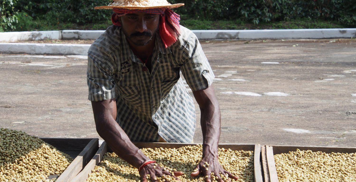 indischer Arbeiter beim Bio-Kaffee trocknen